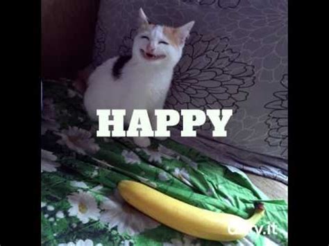 Cat Love Banana YouTube