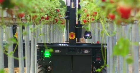 The Robot Is Doing The Job Robots Help Pick Strawberries In
