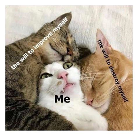 68 Cute Cats Hugging Meme