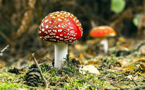 Mushroom HD Wallpaper | Background Image | 1920x1200