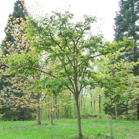 Maybe you would like to learn more about one of these? Prunus Kursar | Buy Cherry Blossom & Flowering Cherry Trees