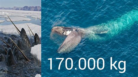 Top 10 Largest Heaviest Whales In The World 2020 Top 10 Biggest Whales