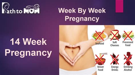 Pregnancy Stages By Week Pictures Blackmores Pregnancy