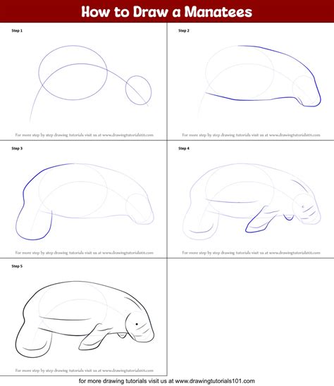 How To Draw A Manatees Printable Step By Step Drawing Sheet