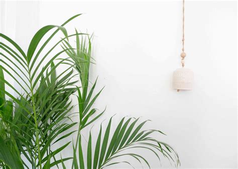 Palm Trees Indoor Plant Care And Growing Guide
