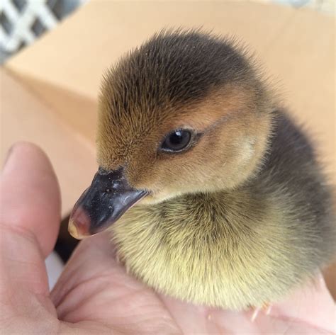 Identifying Baby Duck Breeds