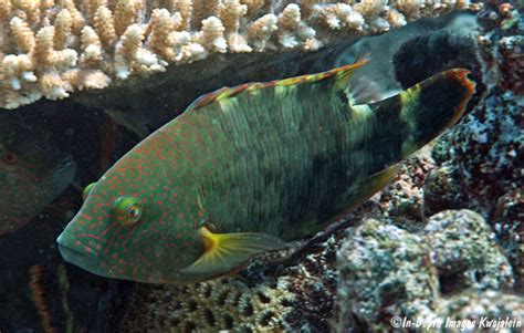 Cheilinus Trilobatus Marshall Islands