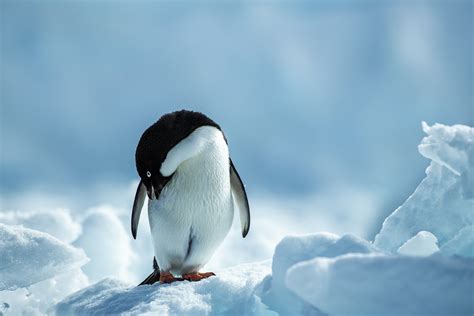Wallpaper Id 155619 Animals Birds Ice Snow Penguins Free Download