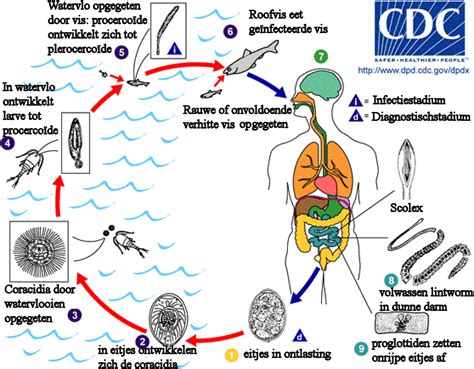 کــــشتوکــــاڵ کرمی شریتی لەماسی دا Fish Tapeworm Life Cycles