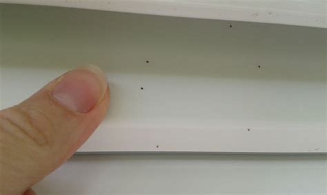 Könnte mir jemand bitte sagen, was das für tierchen sind und ob sie schädlich sind? Außen an den Fenstern und Hauswänden ganz viele winzig ...