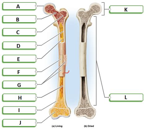 Compact bone is the hard material that makes up the shaft of long bones and the outside surfaces of other bones. anatomy and physiology exam 1 at Indiana University ...