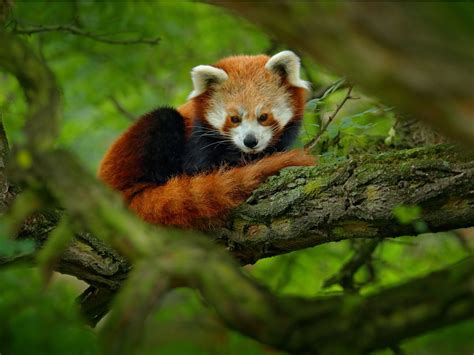 How Many Red Pandas Are Left in the Wild? | Reader's Digest Canada