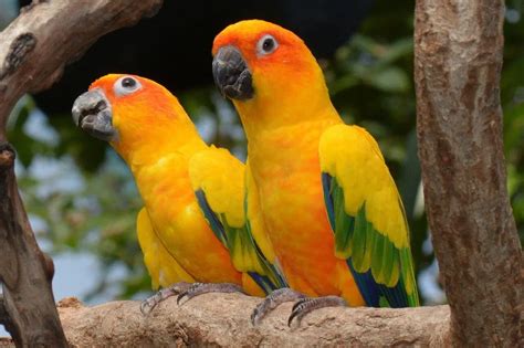 Type Of Conures Facts And Care As Pets Pets Bunch