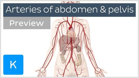 Arteries Of The Abdomen And Pelvis Preview Human Anatomy Kenhub