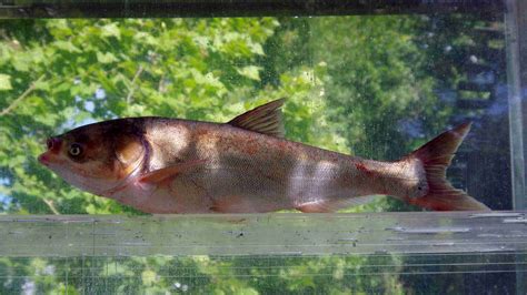 asian carp invasive species