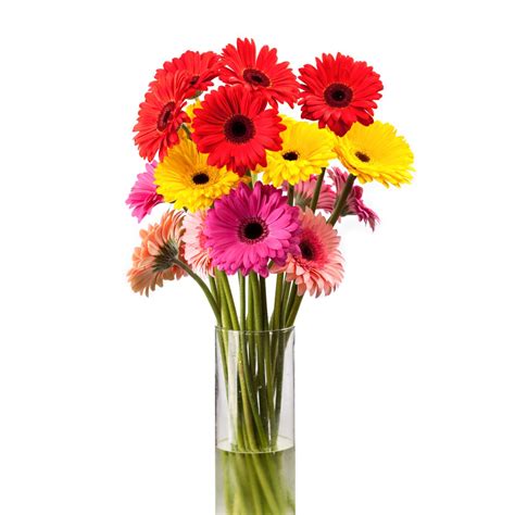 Peluang bisnis bibit bunga hias bunga mawar. Bunga Grabera, Bunga Hias, Bunga Hidup Fresh | Shopee ...