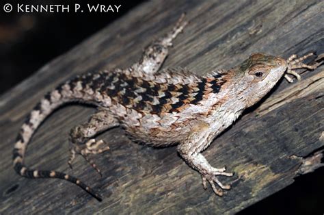 Sceloporus Olivaceus Texas Spiny Lizard Flickr Photo Sharing
