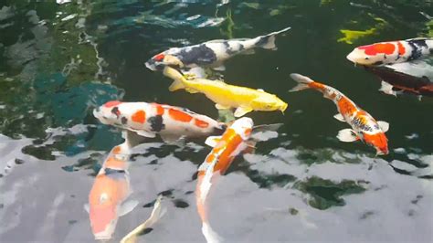 Koi Fish Tank Setup Youtube