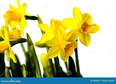 Easter Flowers Lily Daffodil Stock Image Image Of Lily Blossom 2002517