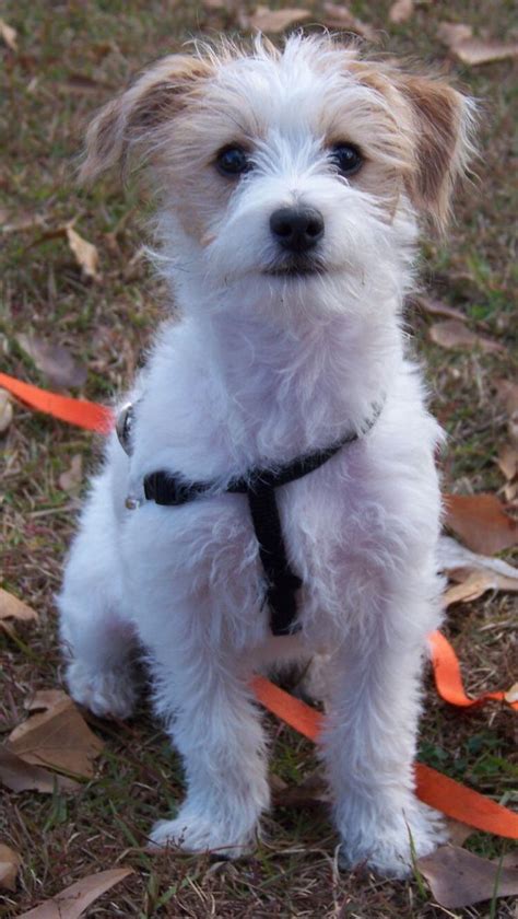 Pin By Virgie On Adorable Dogs Jack Russell Terrier Mix Jack Russell