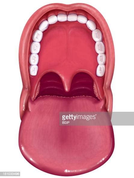 Anatomy Of The Mouth Tongue Teeth Palate Uvula Palatine Tonsils
