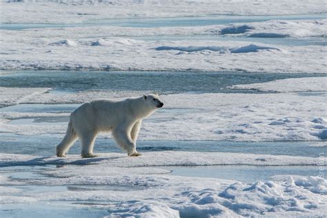 Are There Polar Bears In Gates Of The Arctic National Park Whadoq