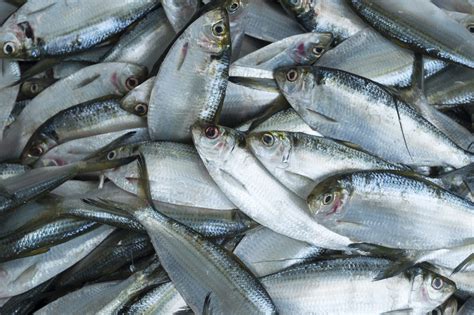 Broward meat and fish market has been set up 2/27/2017 in state broward. Tech solutions emerge to fight overfishing, labor abuse at ...
