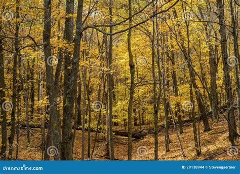 Maple Forest Floor Autumn Stock Images Image 29138944