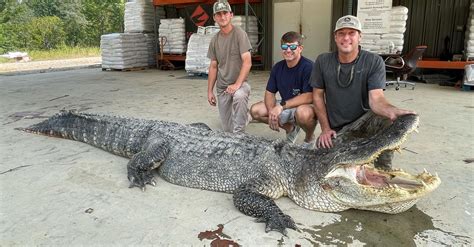 Nightmare 14ft Alligator Caught In Mississippi Smashes Records Vt