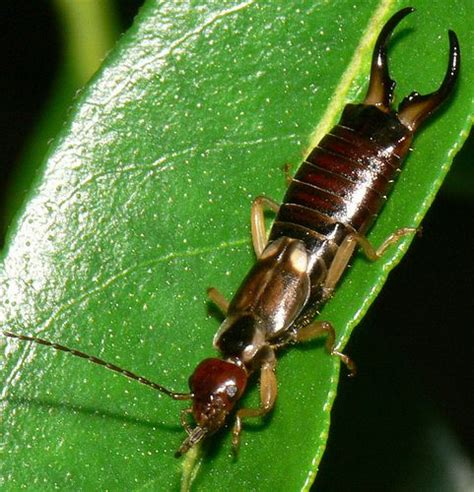 Garden Insect Pest Identification Web Sites