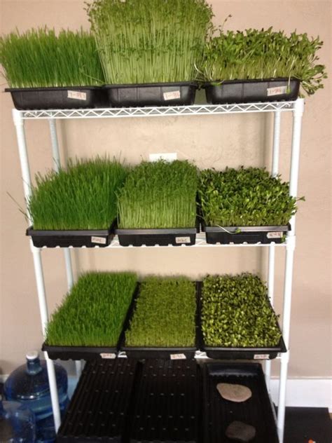 Growing Sprouts Green And Sprouts On Pinterest