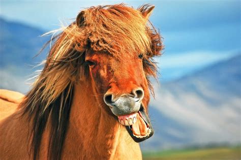 10 Interesting Horse Facts Petsoid