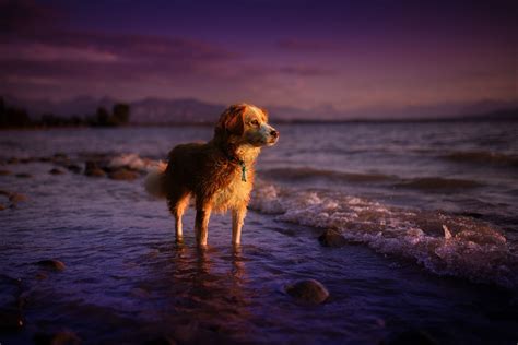 Sunset By Linda Kohler On 500px Dog Photos Dog Photography Natural Dog
