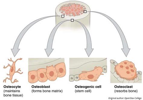 Ultrastructure Of Bone Components Structure Teachmeanatomy