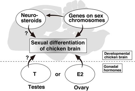 schematic diagram of the factors related to sexual differentiation of download scientific