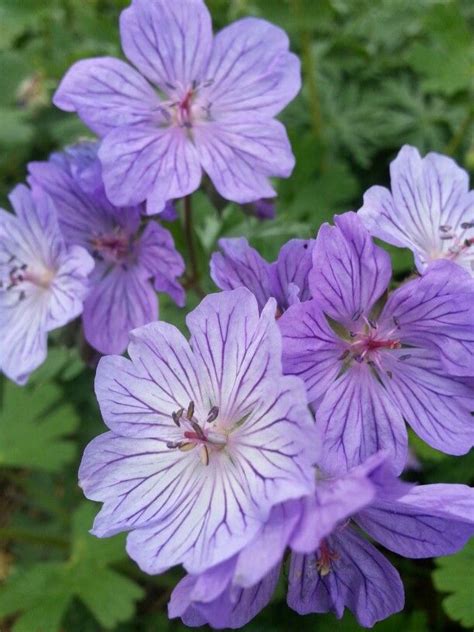 Full sun to partial afternoon shade with a medium amount of supplemental drought tolerant; Geranium nodosum. Grows well in sun or part shade but will ...