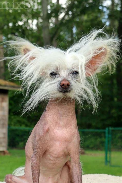 Chinese Crested Dog Ugly But Cute