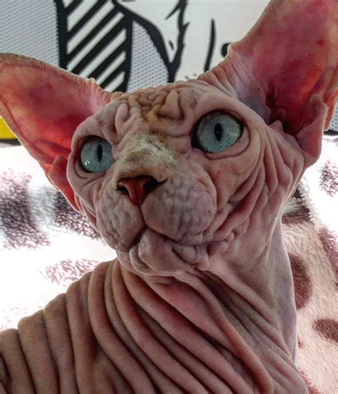 A rescue dedicated to finding exceptional homes for exceptional cats. This Unusually Wrinkled Cat Is A Sweetheart!
