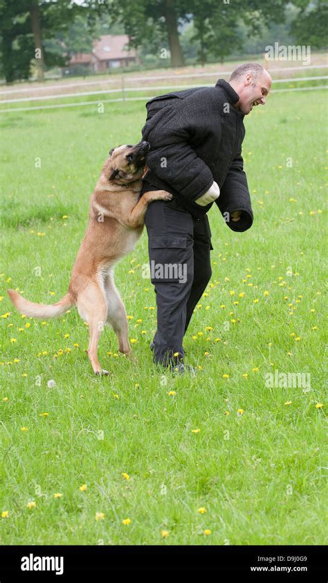 Police Dog Handler Being Attacked During A Training Session Stock Photo