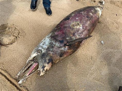 Maybe you would like to learn more about one of these? Ikan Lumba-Lumba Ditemui Mati Terdamar Di Pantai Serandu ...