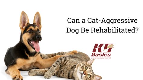 Can A Cat Aggressive Dog Be Rehabilitated