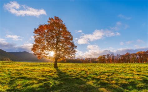 Autumn Fields Lonely Tree Sun Rays Wallpaper Nature And Landscape