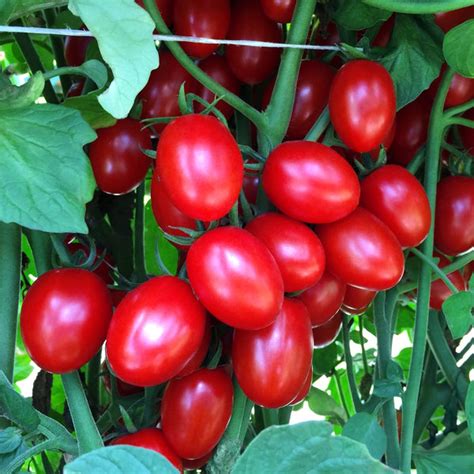 Tomato Ruby Crush F1 Harris Seeds
