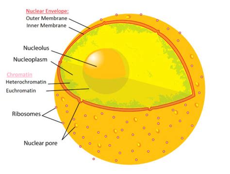 Cell Nucleus Definition Structure And Functions Biology Educare