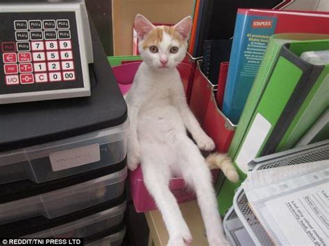 Adorable Snaps Capture Cats Sitting In Very Odd Positions Funny Cat