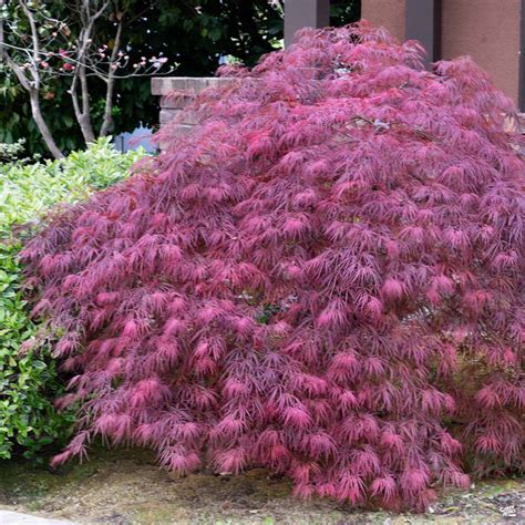 Japanese Laceleaf Maple Red Dragon — Green Acres Nursery And Supply
