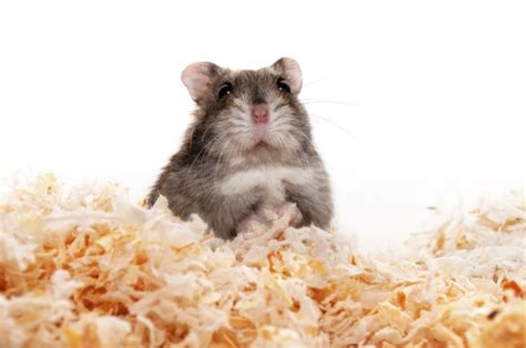 Dwarf Hamster Stock Photo Download Image Now Istock