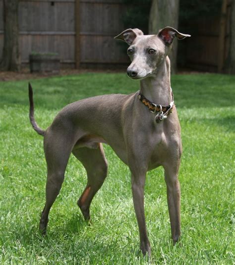 182 Best Italian Greyhound Or Miniature Greyhound Images On Pinterest