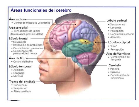 Partes Do Cerebro