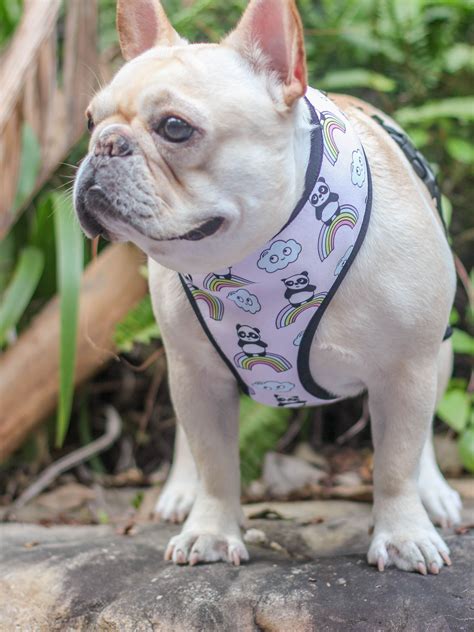 Because of their adorable, smart and cute demeanor, the french bulldog stood fourth in respect to popularity in the u.k. Breathable Dog Harness Vest- Rainbow Panda | Dog harness ...